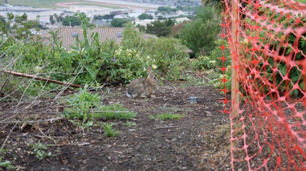 A rabbit sitting in the dirt

Description automatically generated