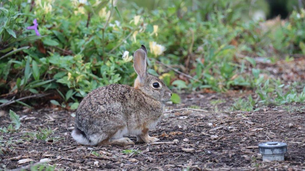 A rabbit sitting on the ground

Description automatically generated