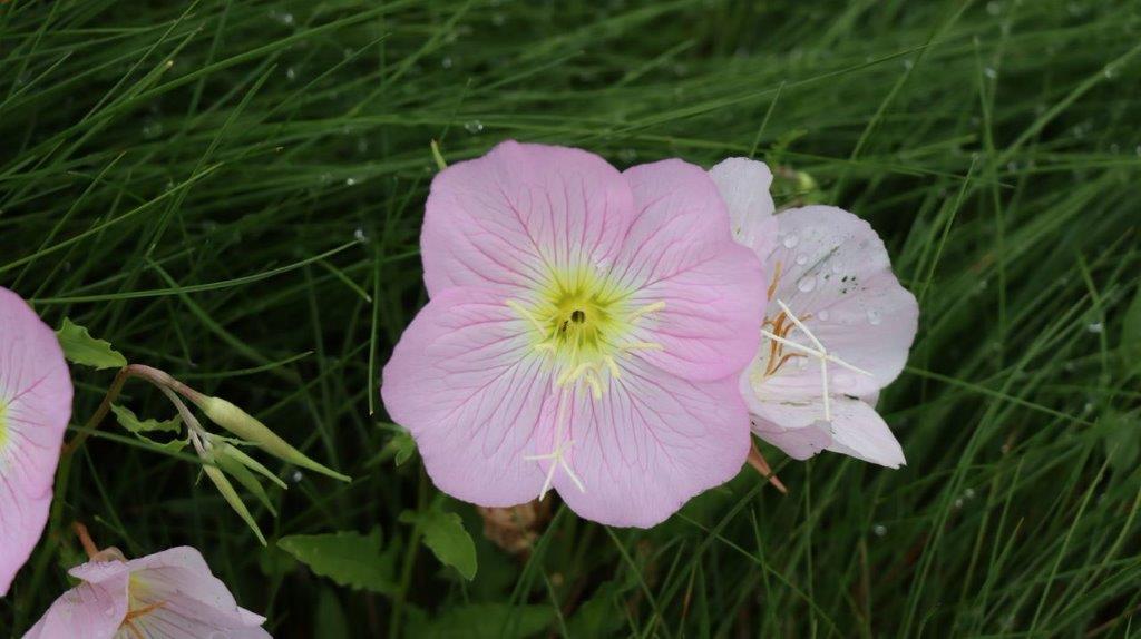 A pink flower with yellow center

Description automatically generated