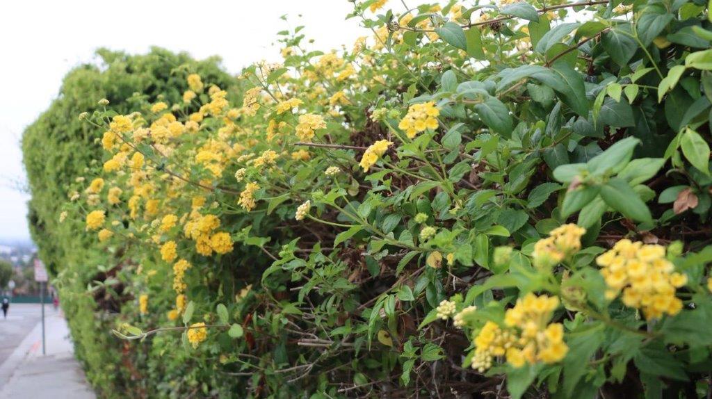 A close-up of a bush with yellow flowers

Description automatically generated