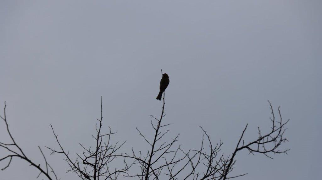 A bird perched on a branch

Description automatically generated