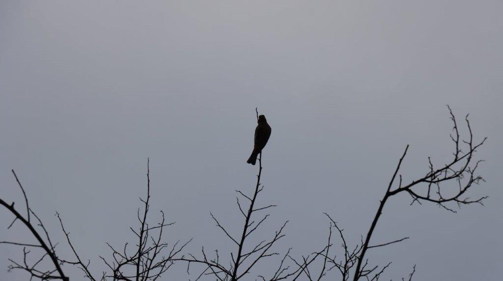 A bird perched on a branch

Description automatically generated