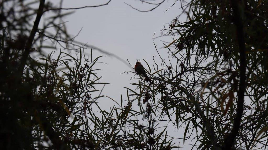 A bird sitting on a tree branch

Description automatically generated