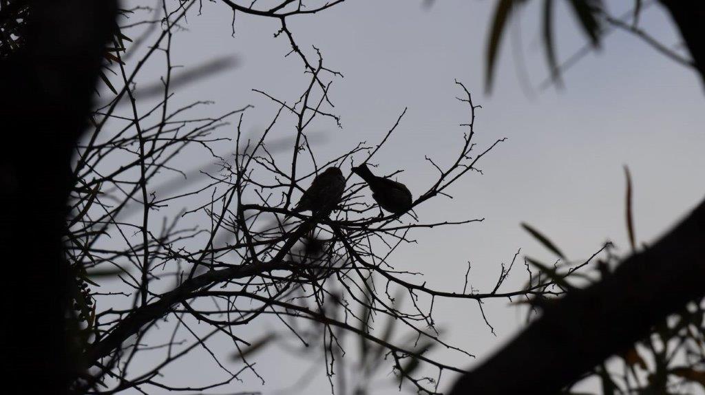 Birds sitting on a tree branch

Description automatically generated