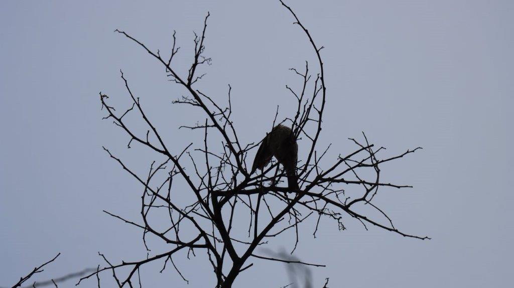 A bird perched on a tree branch

Description automatically generated