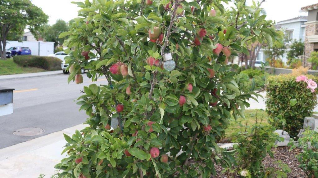 A tree with red fruits on it

Description automatically generated