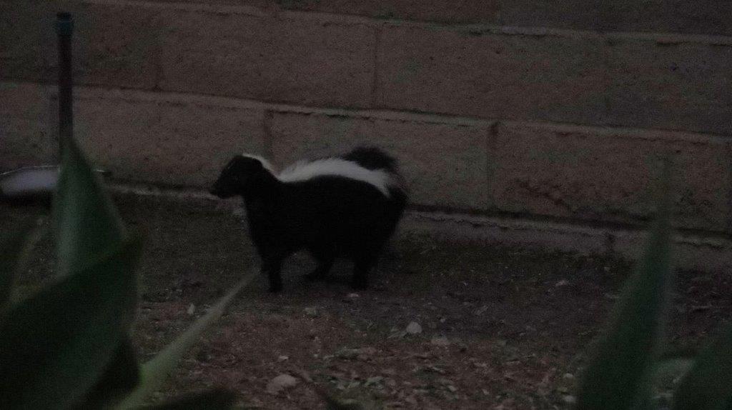 A skunk standing in the dirt

Description automatically generated