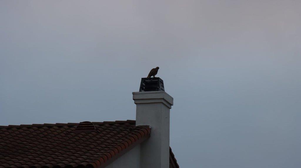 A bird on top of a chimney

Description automatically generated