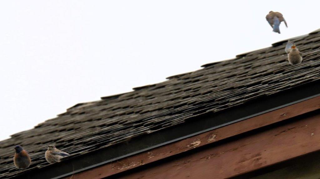 A close-up of a roof

Description automatically generated