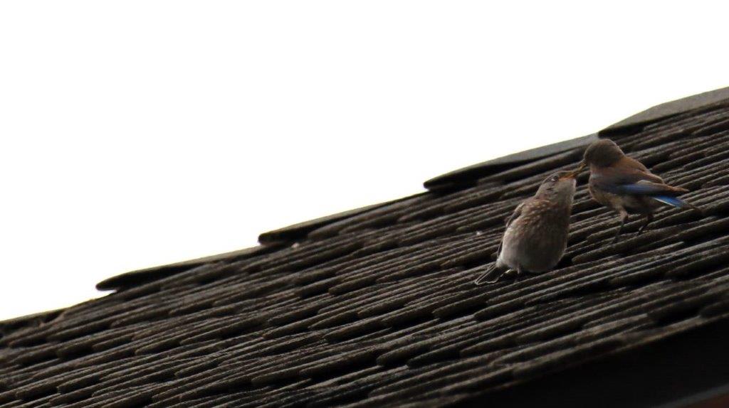 A bird on a roof

Description automatically generated