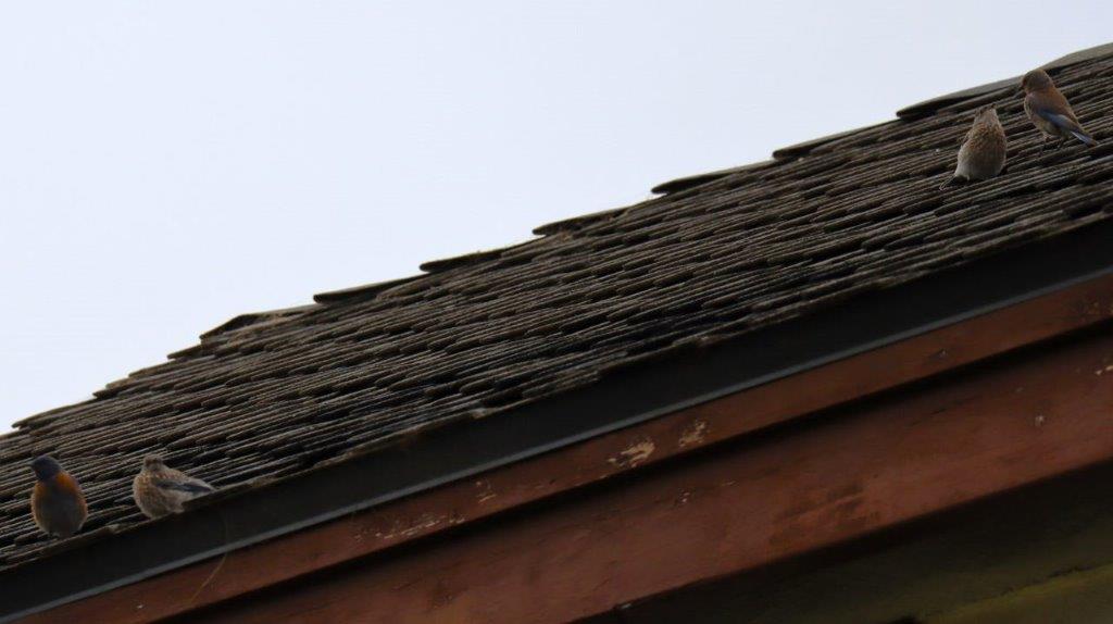 A close-up of a roof

Description automatically generated