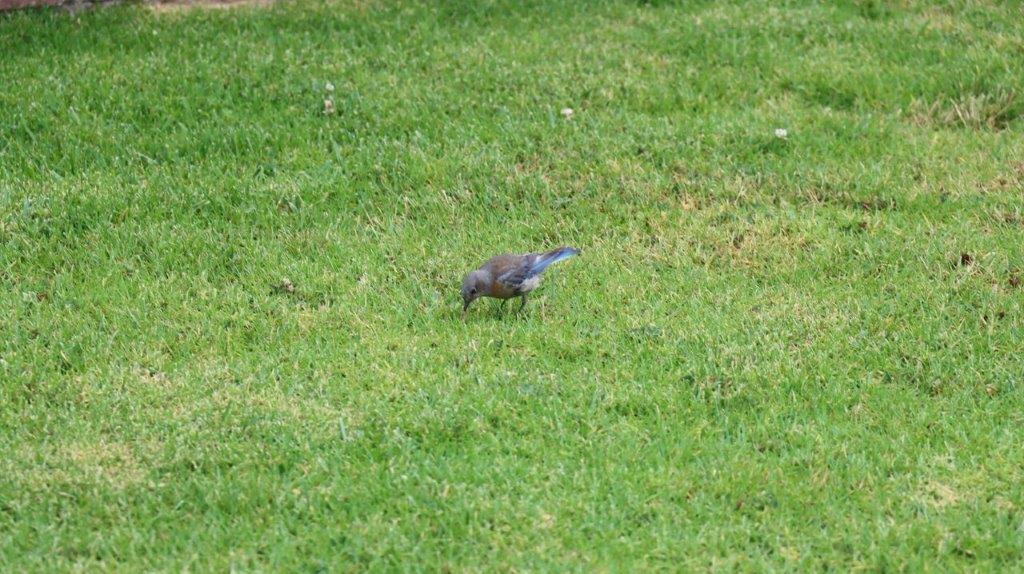 A bird on the grass

Description automatically generated