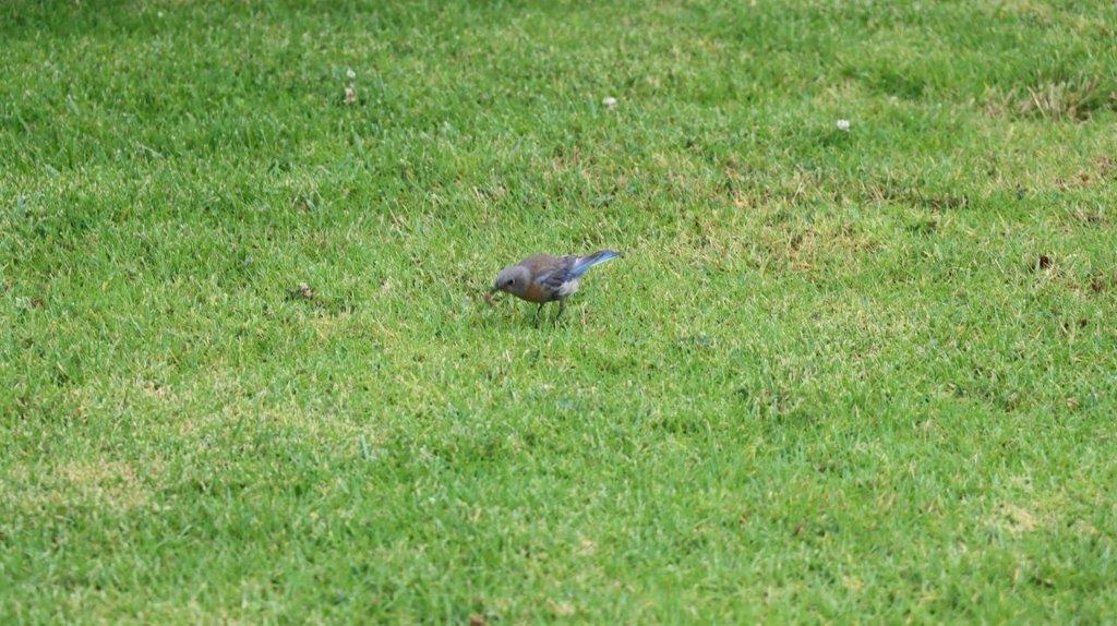 A bird on the grass

Description automatically generated