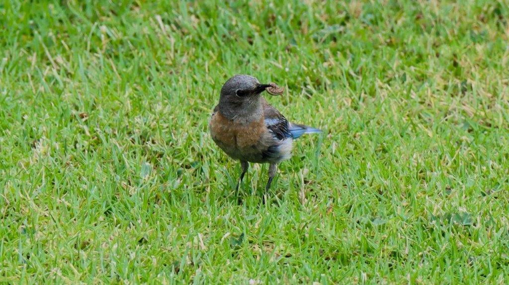 A bird standing in the grass

Description automatically generated