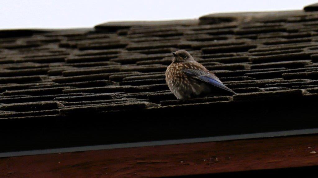 A bird on a roof

Description automatically generated