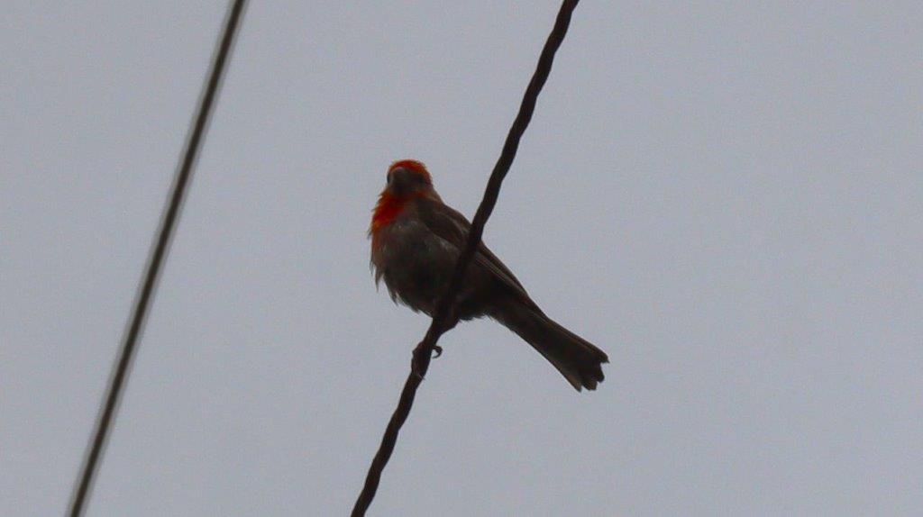 A bird sitting on a wire

Description automatically generated