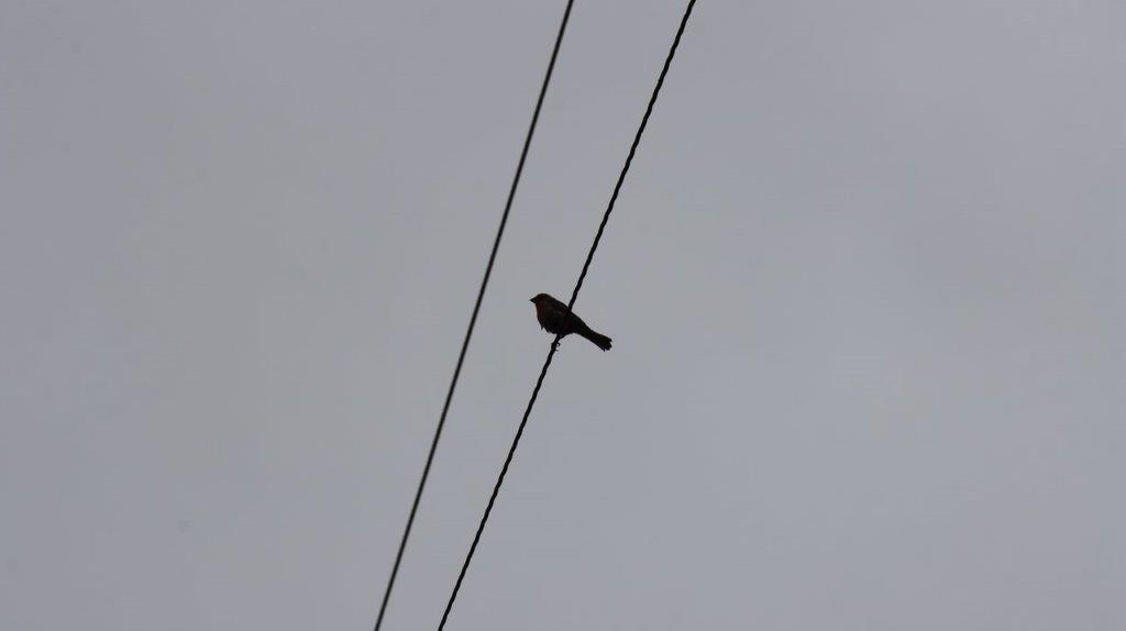 A bird on a wire

Description automatically generated