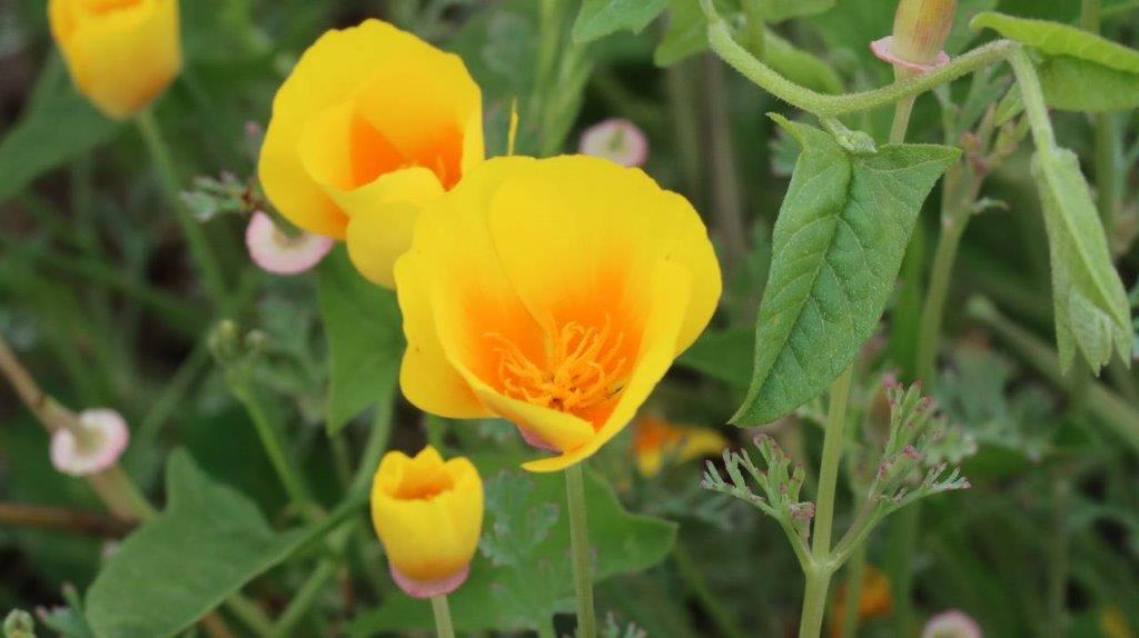 A close up of yellow flowers

Description automatically generated