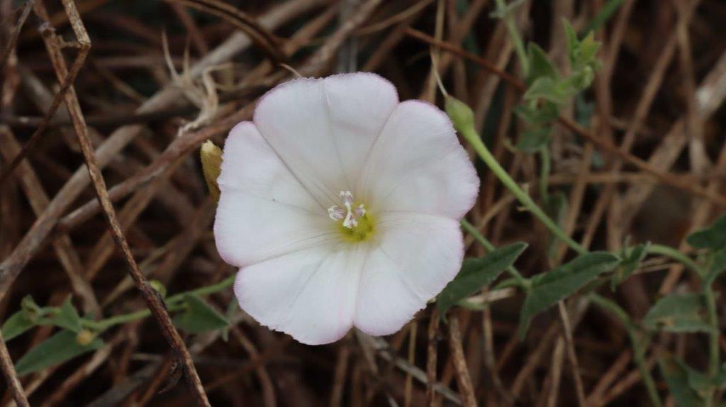 A white flower with green leaves

Description automatically generated