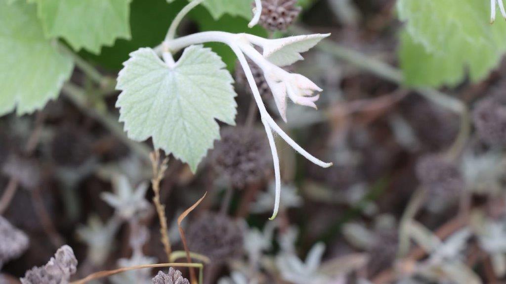 A close-up of a plant

Description automatically generated