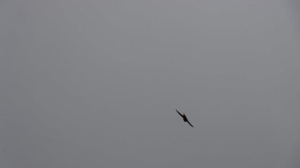 A bird flying in the sky

Description automatically generated