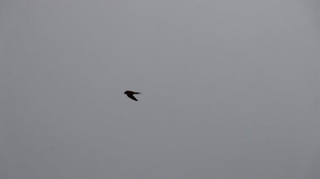 A bird flying in the sky

Description automatically generated