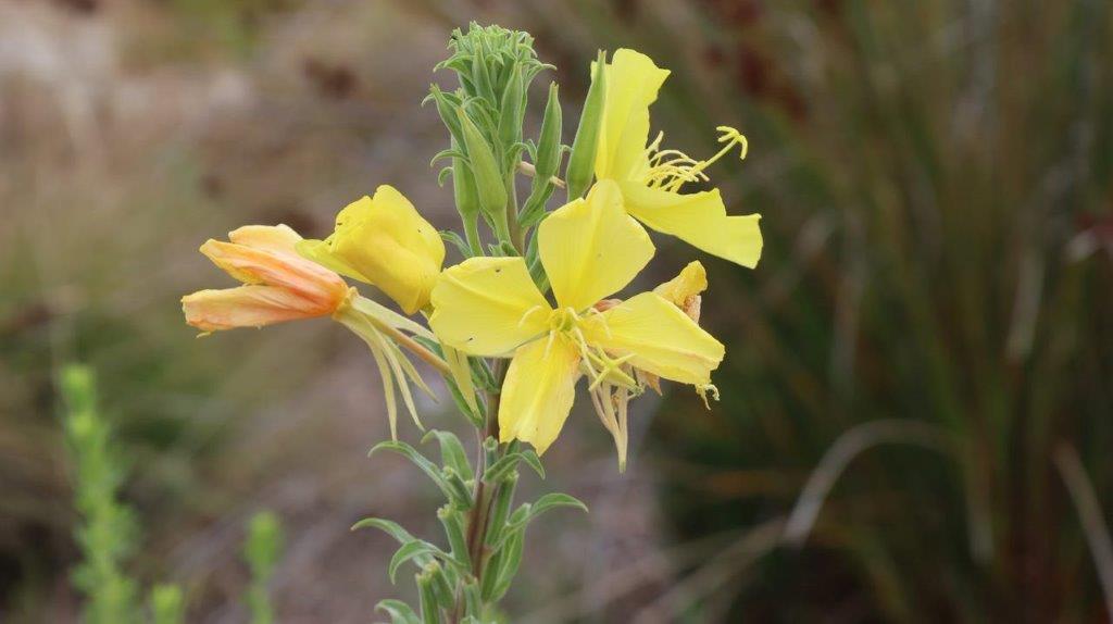 A close-up of a yellow flower

Description automatically generated