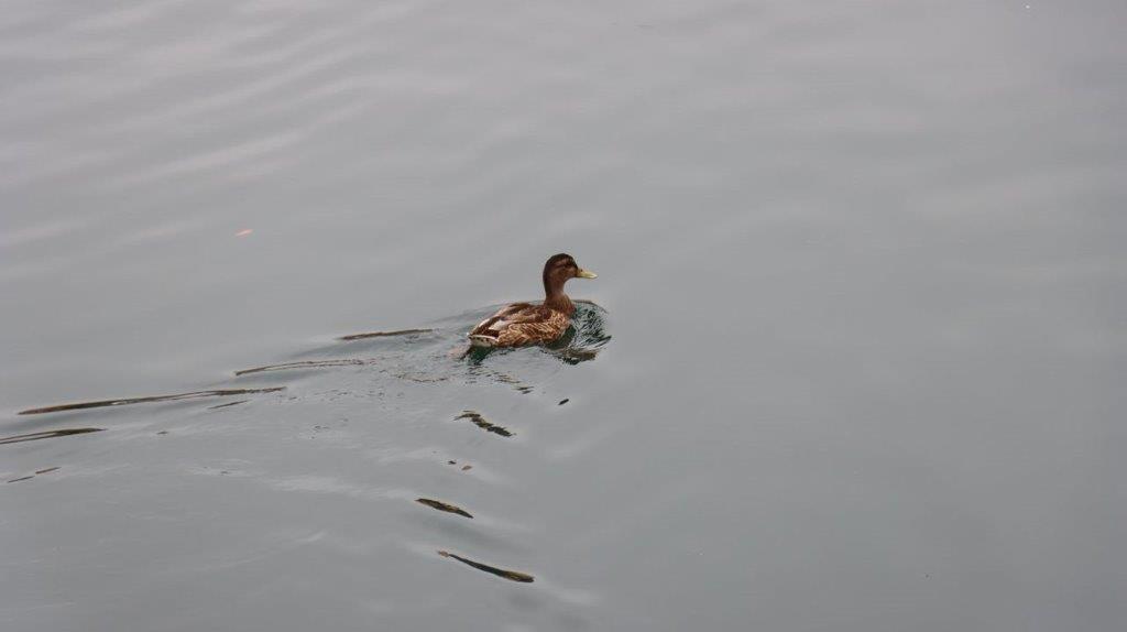 A duck swimming in water

Description automatically generated