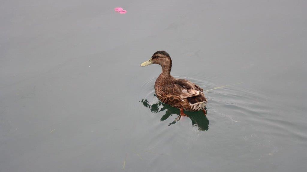 A duck swimming in water

Description automatically generated