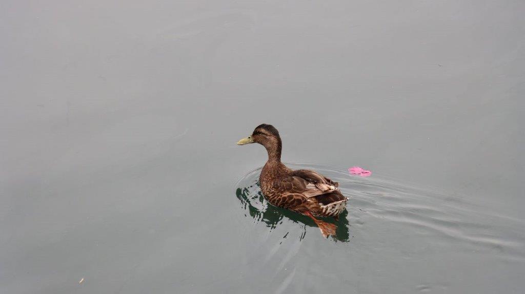 A duck swimming in water

Description automatically generated