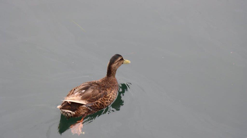 A duck swimming in water

Description automatically generated