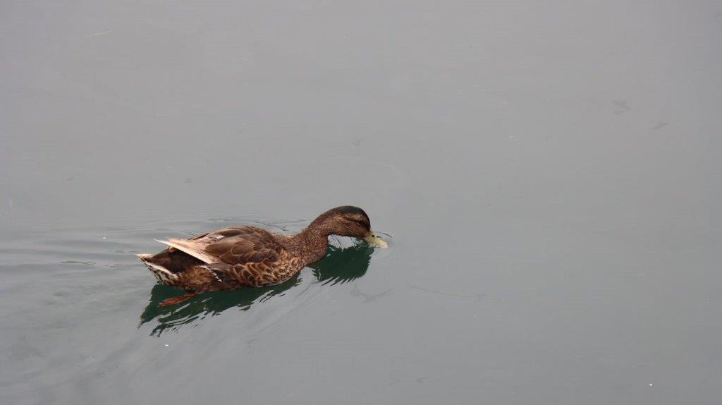 A duck swimming in water

Description automatically generated