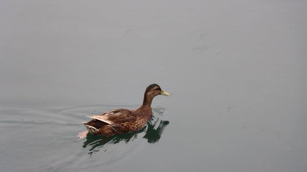 A duck swimming in water

Description automatically generated