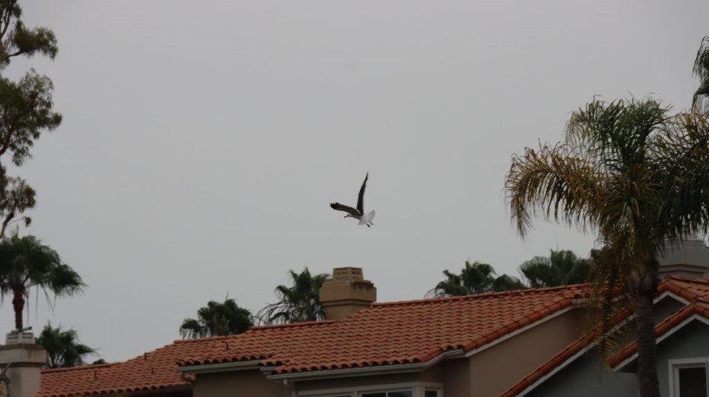 A bird flying over a house

Description automatically generated