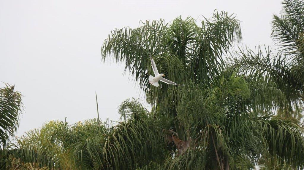 A bird flying in the air

Description automatically generated