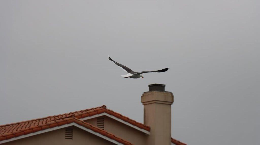 A bird flying over a chimney

Description automatically generated