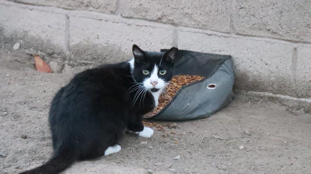 A cat sitting in front of a cat food bowl

Description automatically generated