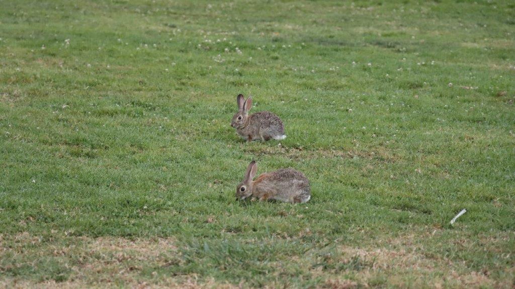 Rabbits in a grassy field

Description automatically generated