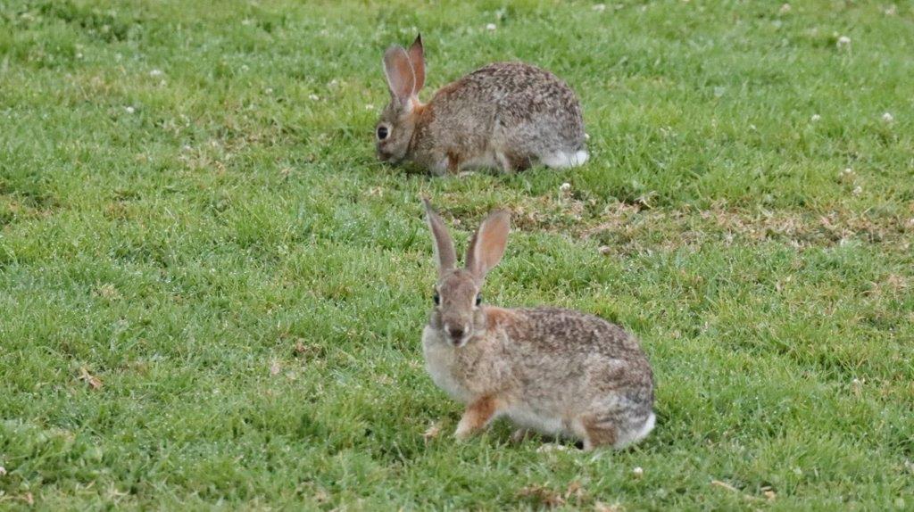 Rabbits in the grass

Description automatically generated