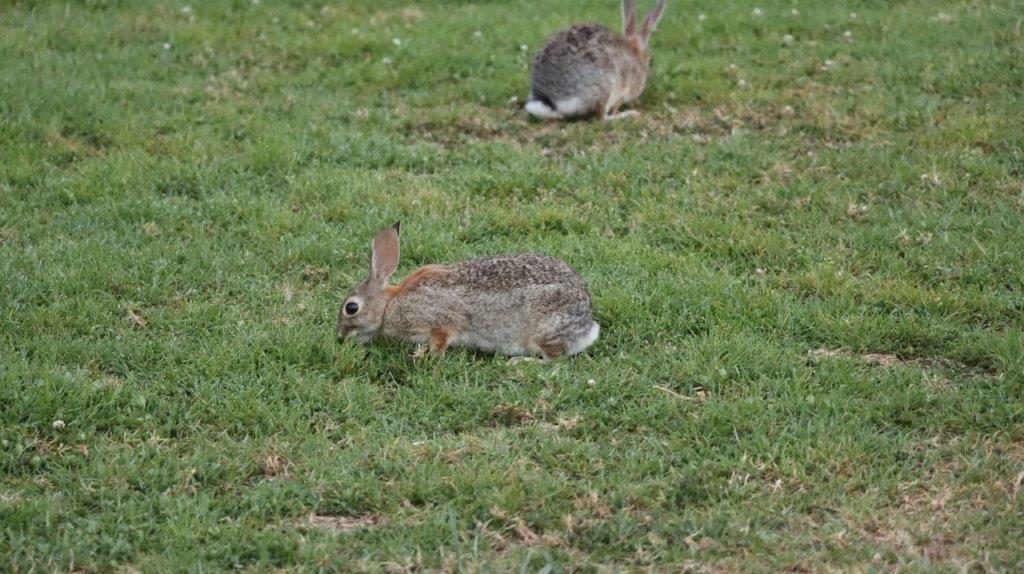 Rabbits in the grass

Description automatically generated