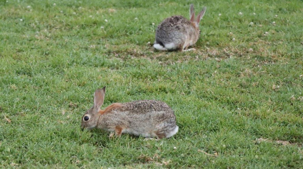 Rabbits in the grass

Description automatically generated