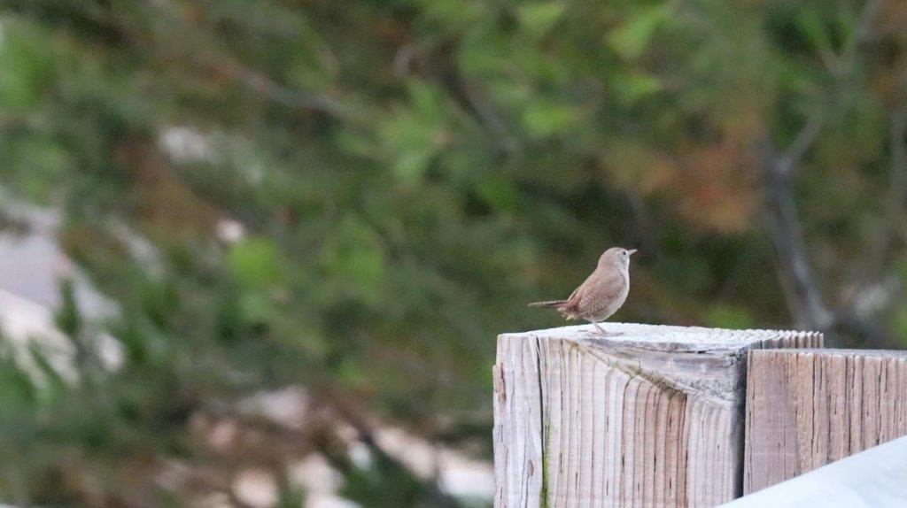 A bird on a wooden post

Description automatically generated