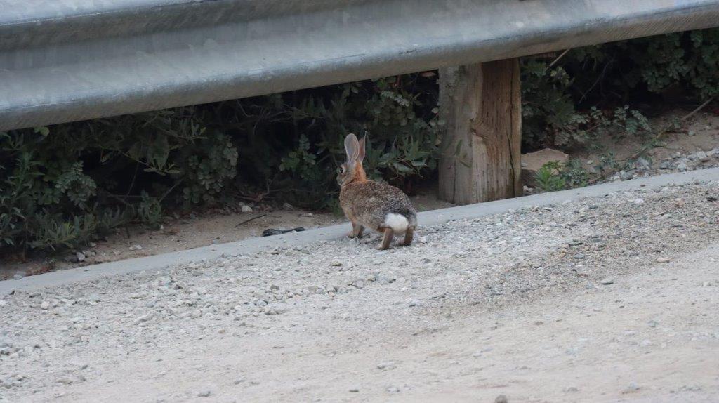 A rabbit on a road

Description automatically generated