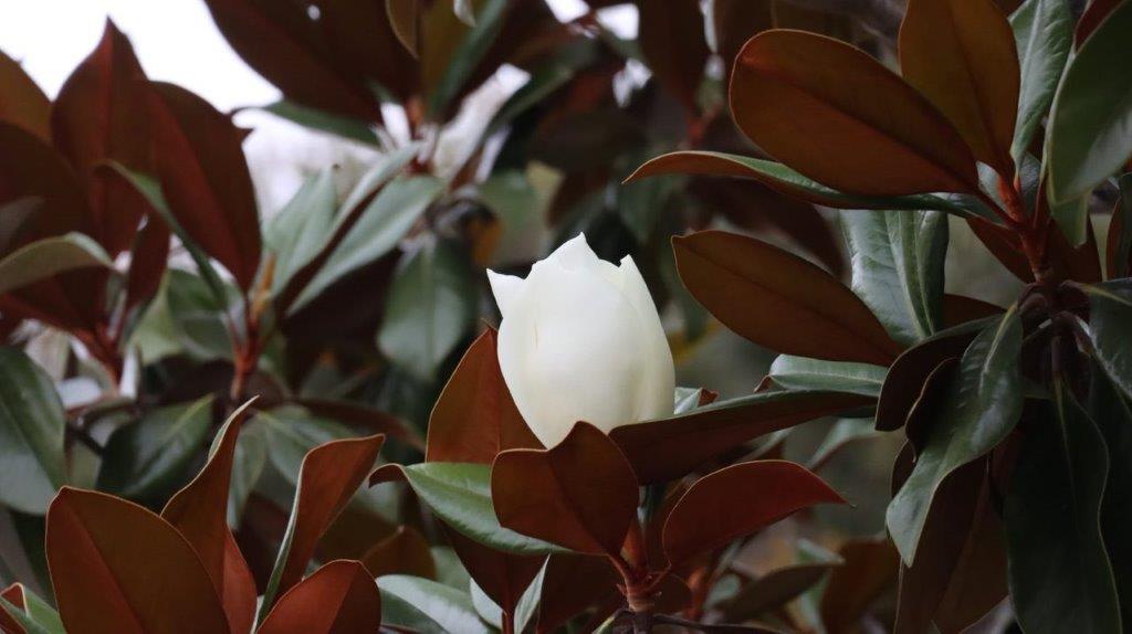 A white flower on a plant

Description automatically generated