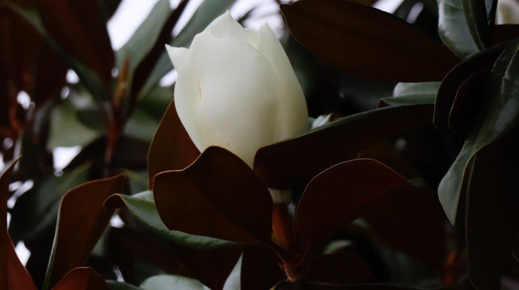 A white flower on a plant

Description automatically generated