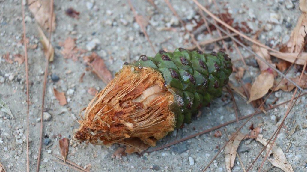 A pine cone on the ground

Description automatically generated