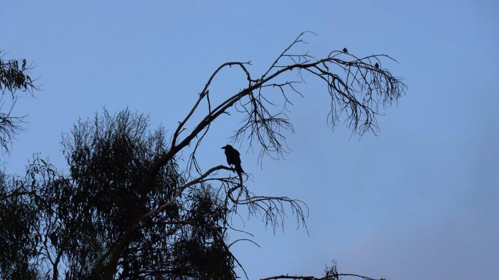 A bird sitting on a tree branch

Description automatically generated