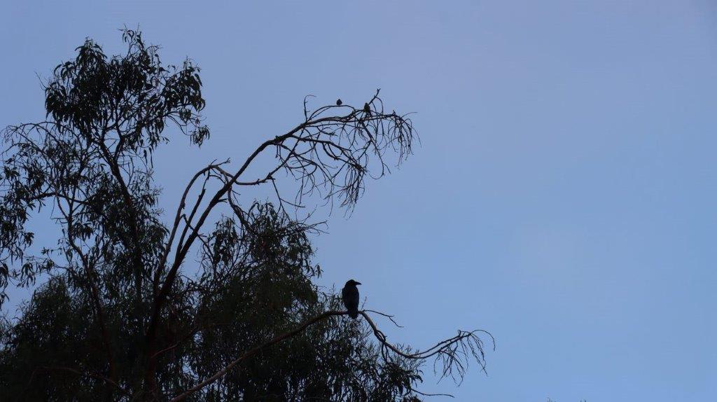 A bird on a tree branch

Description automatically generated