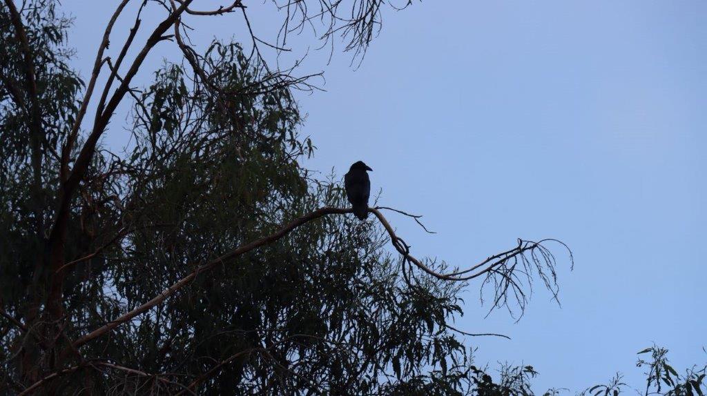 A bird sitting on a branch

Description automatically generated