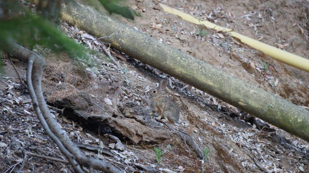 A squirrel sitting on the ground

Description automatically generated